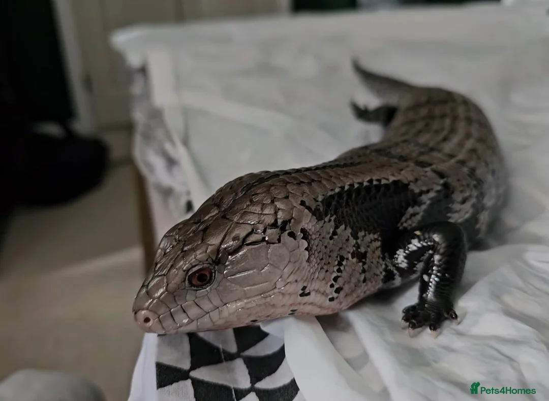 Skink reptiles for sale: Blue Tongued Skink-Male enclosure and cabnet setup - Advert 9