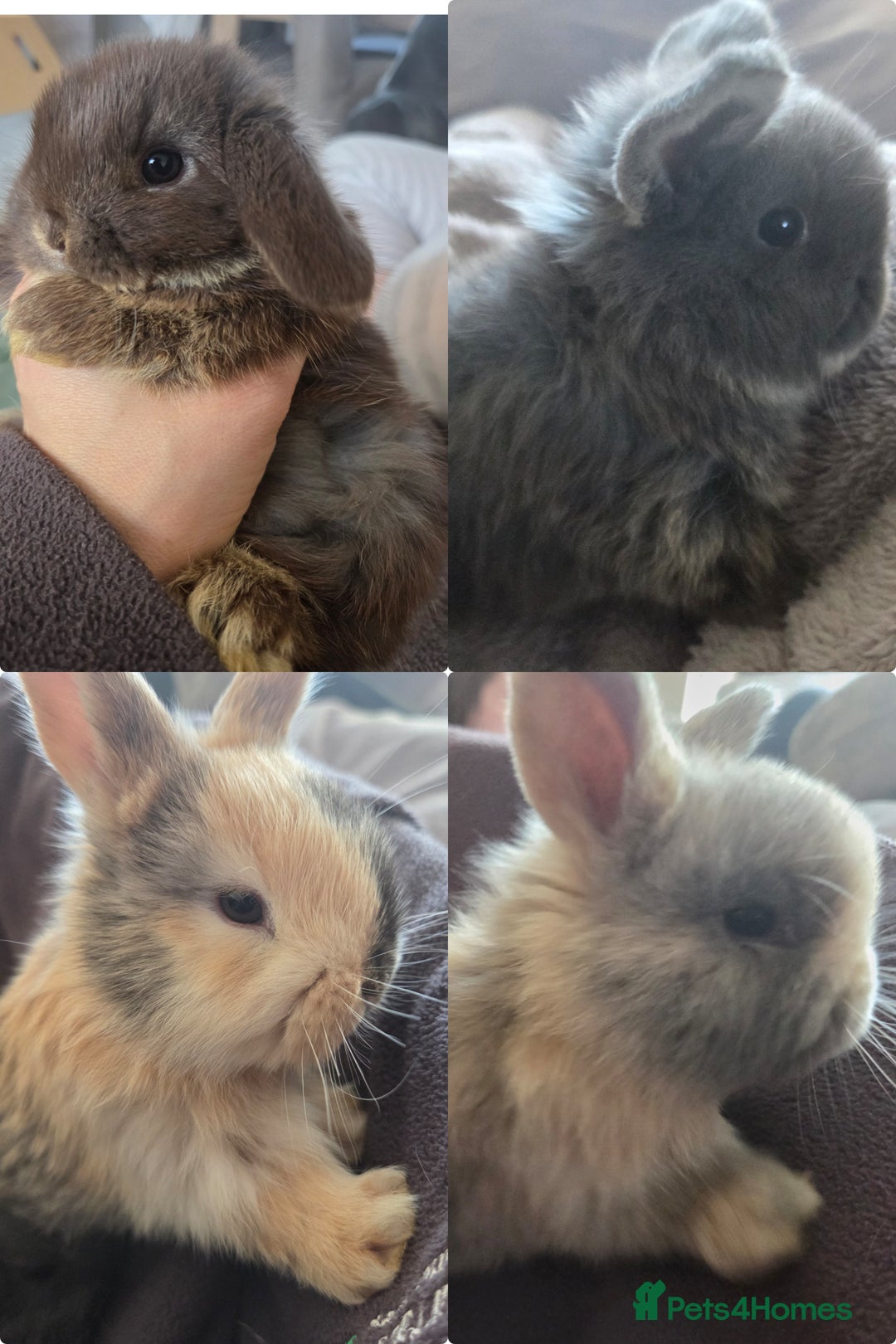 Mini Lop rabbits for sale: 4 Beautiful Mini Lops for sale - Advert 2