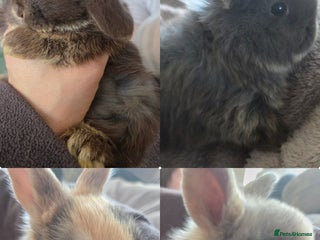 Mini Lop rabbits 4 Beautiful Mini Lops for sale - Advert 1