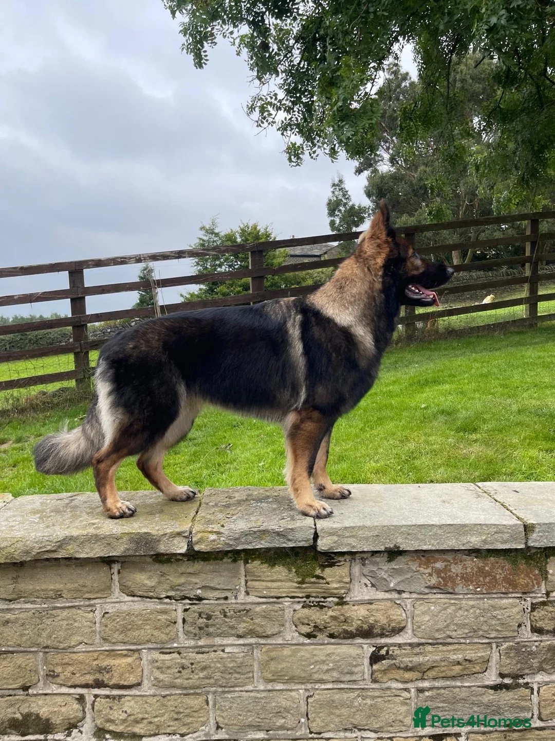 German Shepherd dogs for sale: KC LONG HAIR HEALTH TEST GERMAN SHEPHERD PUPPIES  - Advert 7