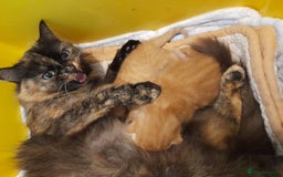 Mixed Breed cats for sale: Gorgeous Ragamuffin x kittens. - Image 9