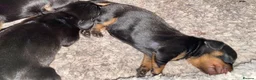 Dachshund dogs for sale: Beautiful black and tan Daschund puppies. - Advert 5