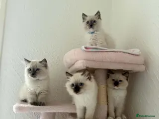 Ragdoll cats Ragdoll - Advert 1