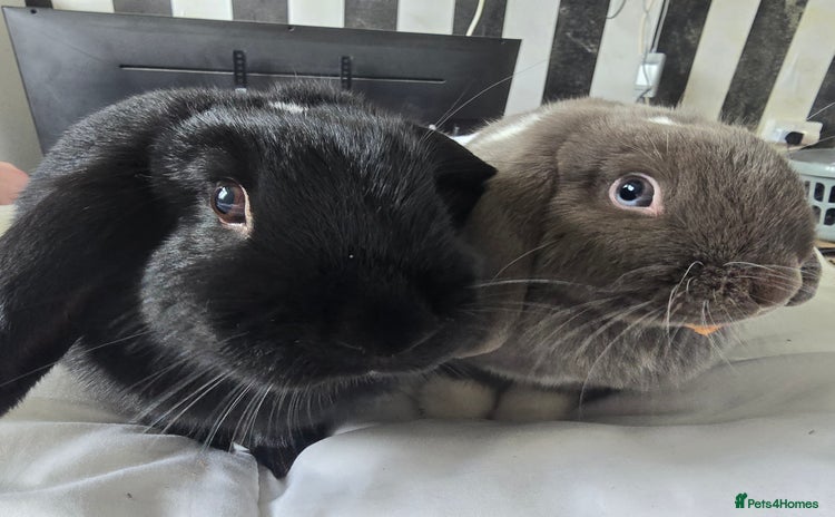 Mini Lop rabbits - Advert 1