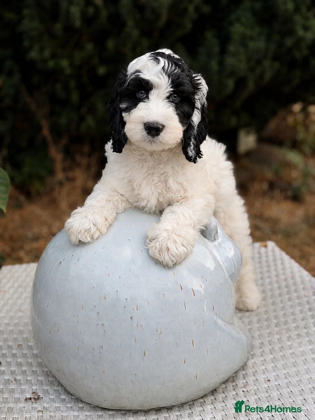 Cockapoo dogs for sale: F1 stunning cockapoos  - Advert 1