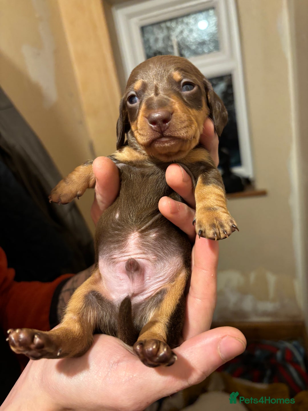 Dachshund dogs for sale: Gorgeous brown and tan dachshund puppies   - Advert 9
