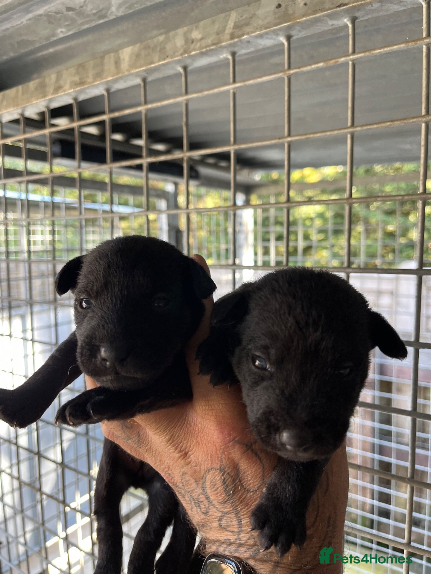 Mixed Breed dogs Dog pup  - Advert 2