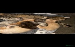 Maine Coon cats for sale: Beautiful Maine Coon Kittens - Advert 2