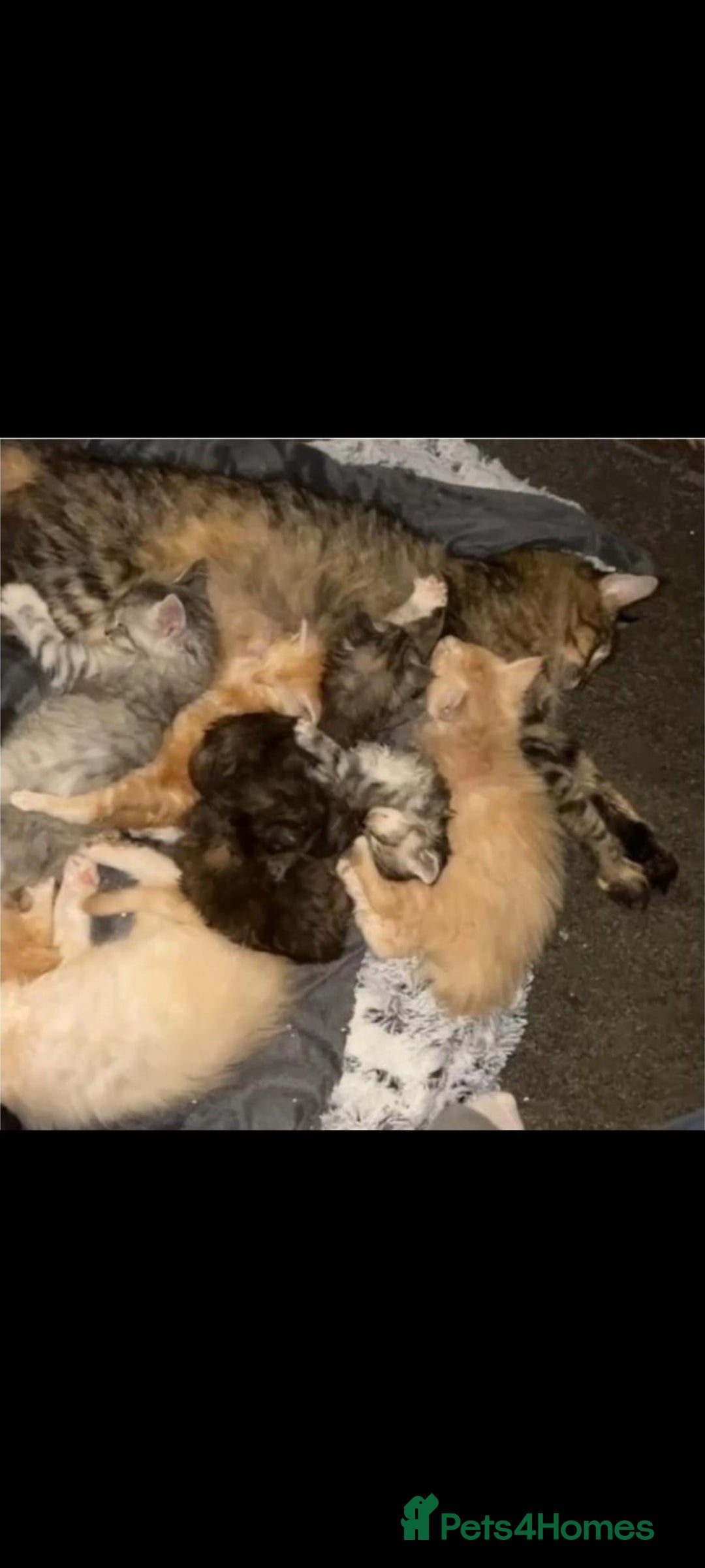 Maine Coon cats for sale: Beautiful Maine Coon Kittens - Advert 2