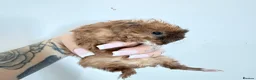 Mixed Breed rodents for sale: Male baby guinea pigs available  - Advert 11