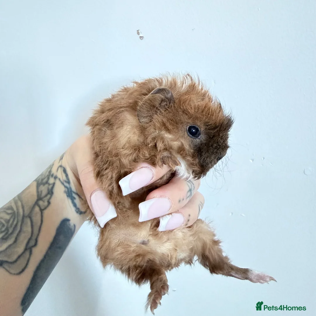 Mixed Breed rodents for sale: Male baby guinea pigs available  - Advert 11