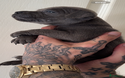 Staffordshire Bull Terrier dogs for sale: Beautiful blue staffy pups excellent pedigree  - Image 13
