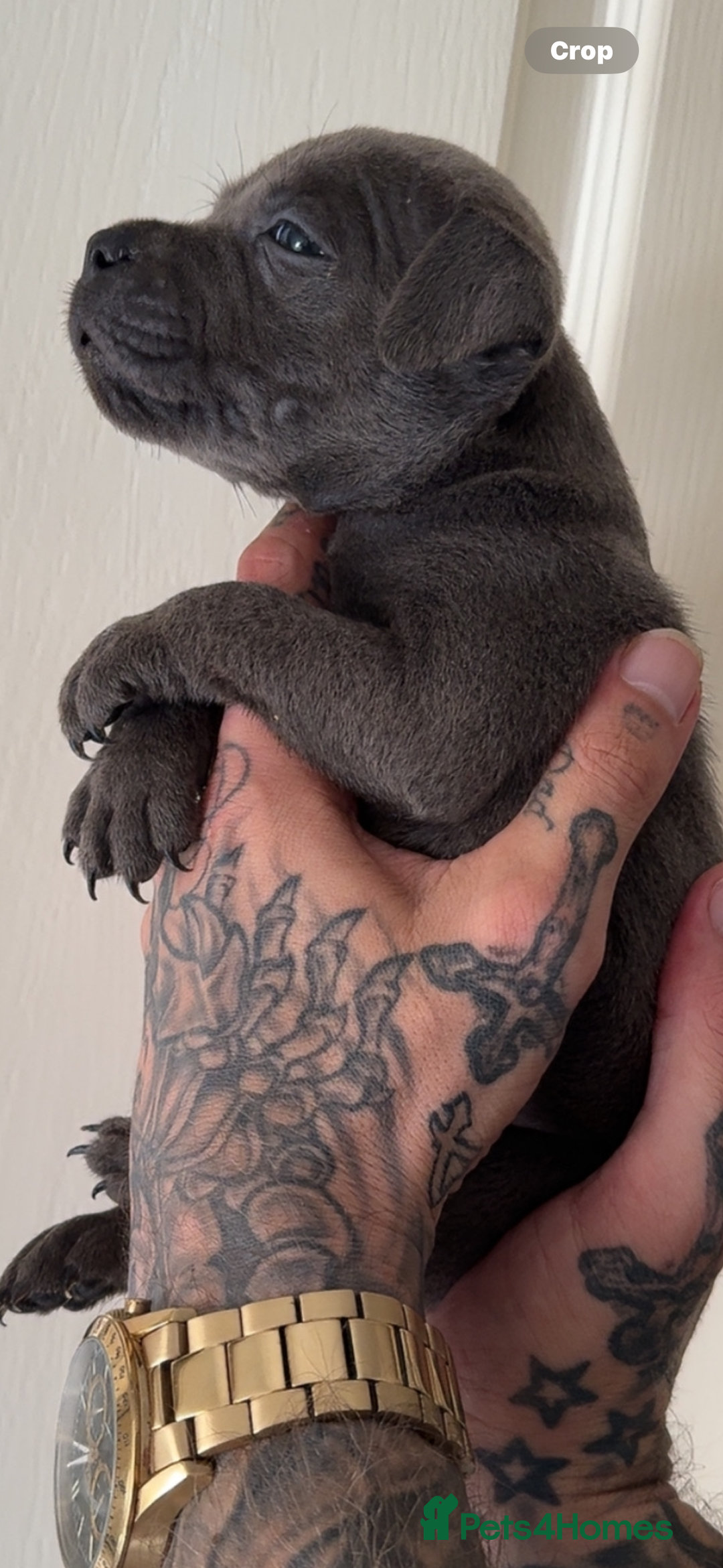 Staffordshire Bull Terrier dogs for sale: Beautiful blue staffy pups excellent pedigree  - Image 13