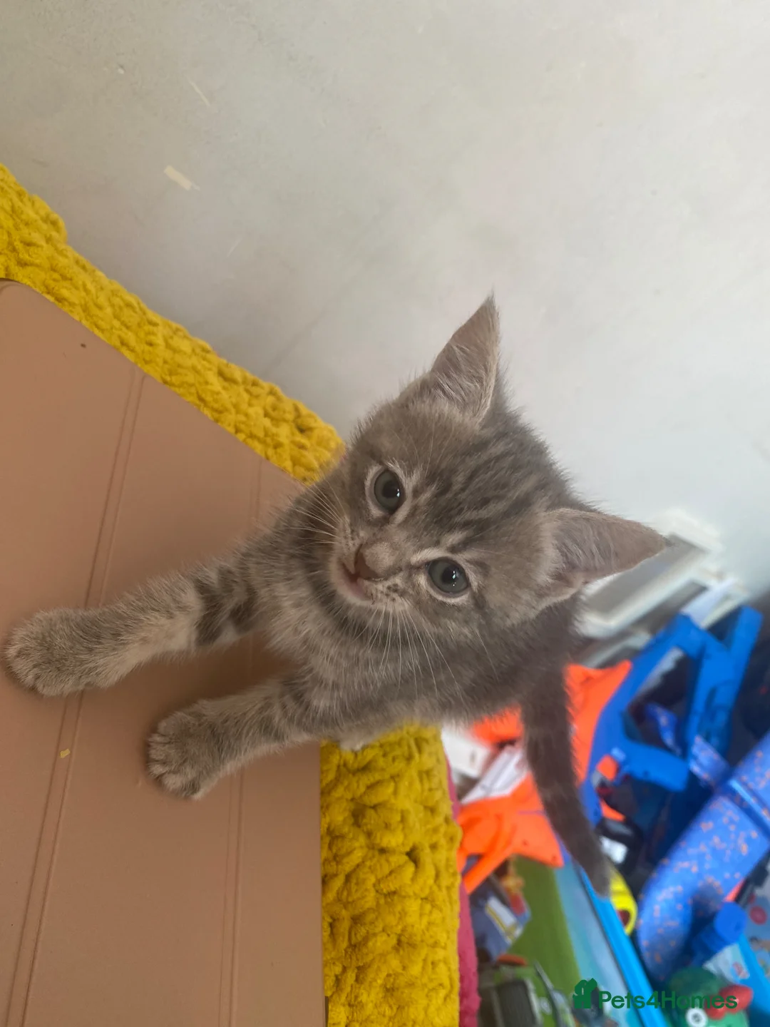 Mixed Breed cats for sale: 6 Beautiful Babies looking for forever homes - Advert 2