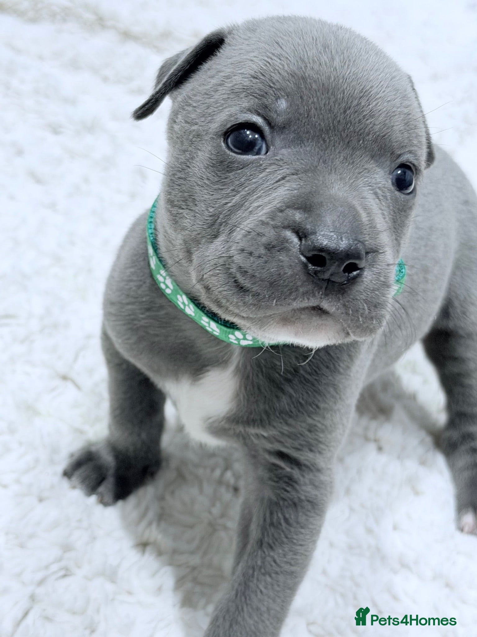 Staffordshire Bull Terrier dogs Blue Staffordshire bull terrier  - Advert 2