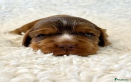 Cocker Spaniel dogs for sale: Full Health Tests KC Reg Showline Cocker Spaniels - Image 10