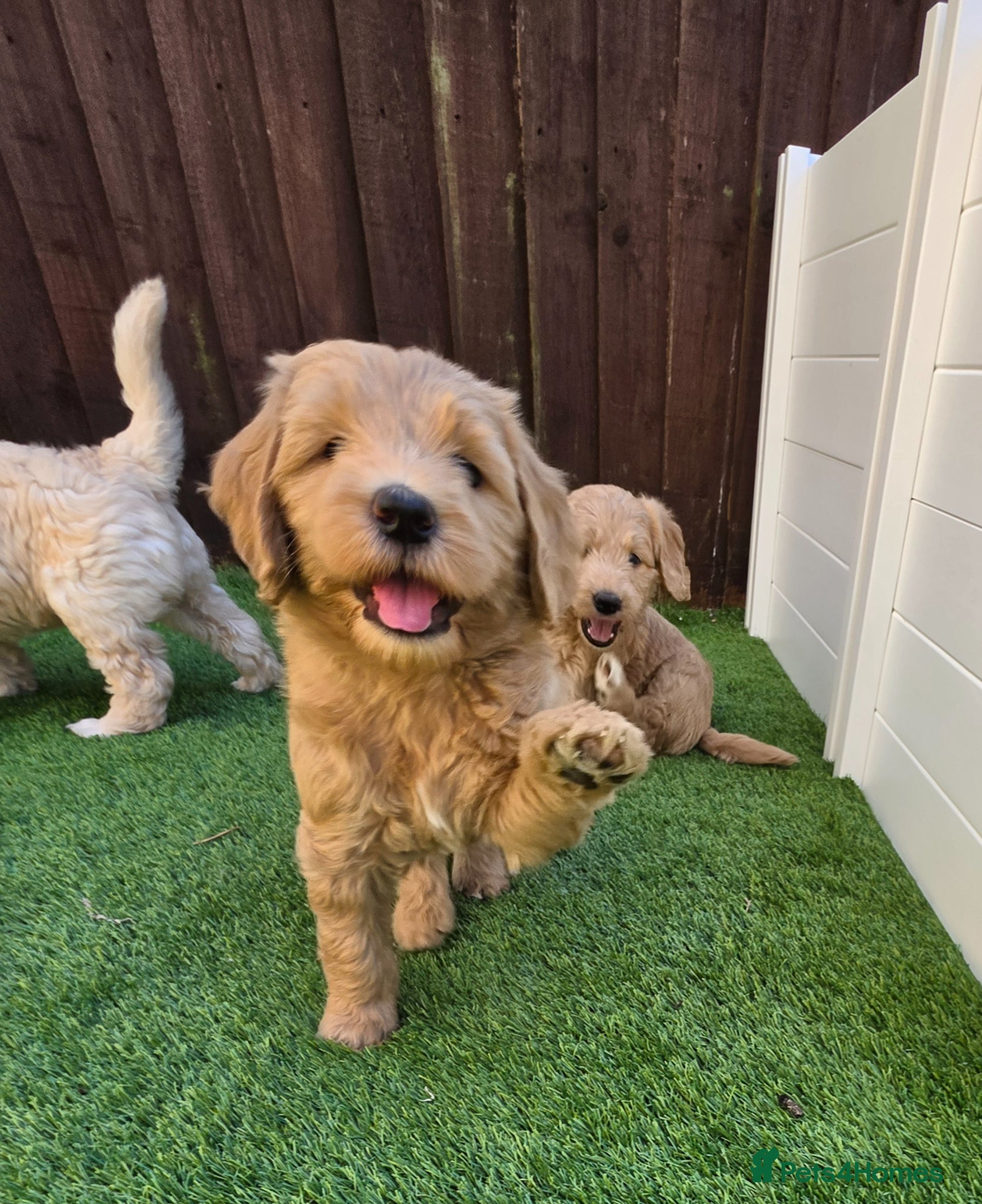 Goldendoodle dogs Healthy Multigeneration Goldendoodle Puppies - Advert 1
