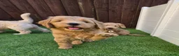 Goldendoodle dogs for sale: LAST girl left of Multigen.Goldendoodle Puppies!!! - Advert 16