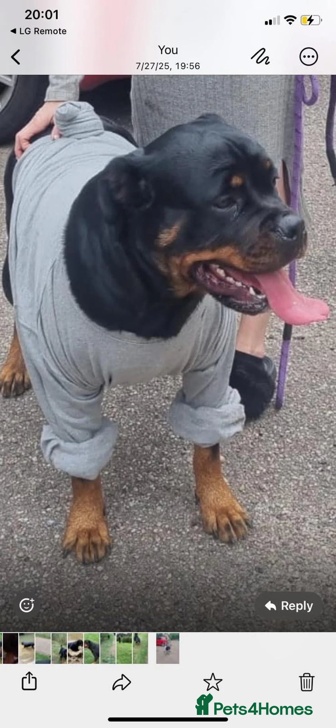 Rottweiler dogs for sale: Kc registered 2 years old female Rottweiler in Luton - Advert 2