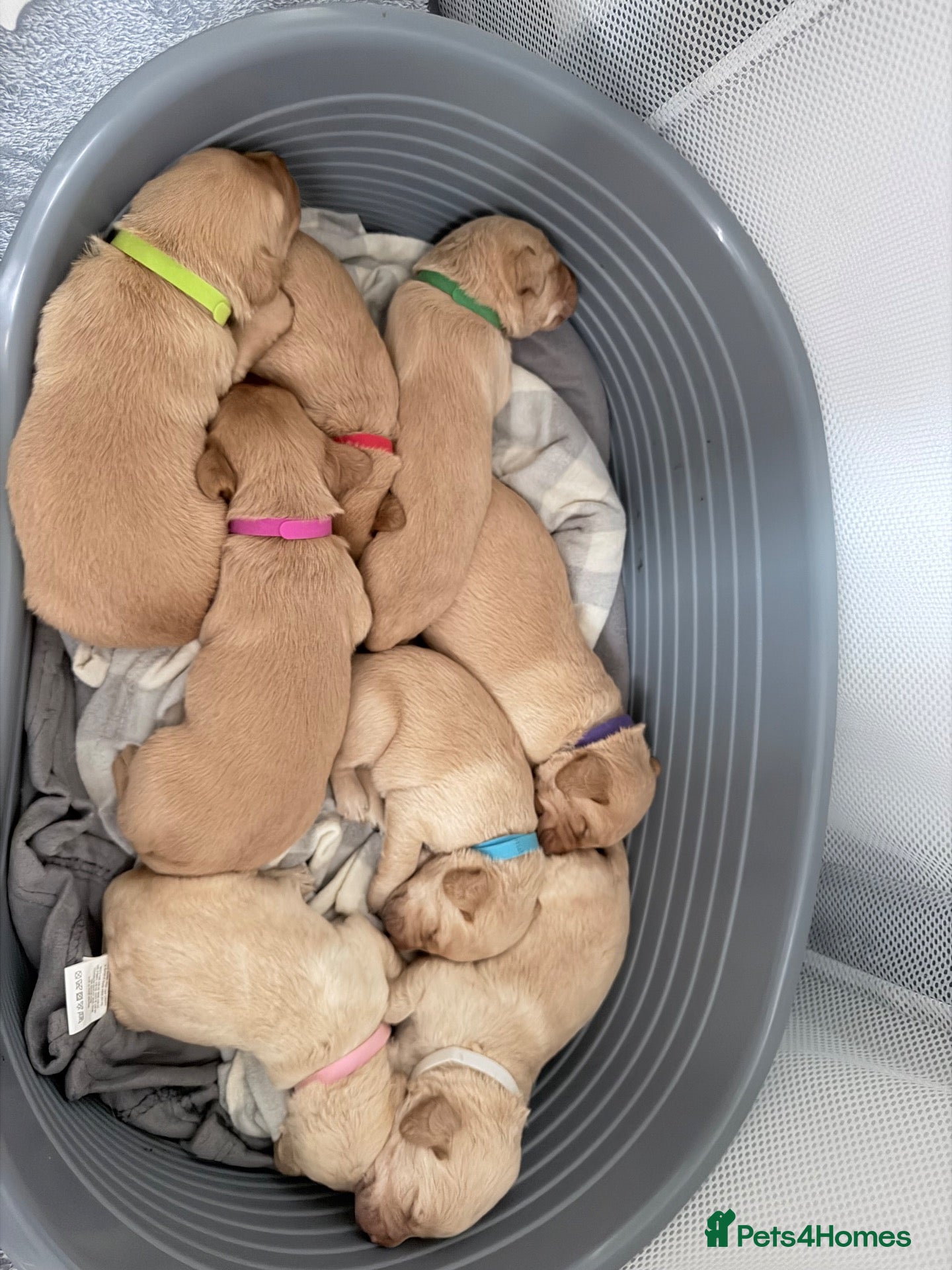 Labrador Retriever dogs KC Registered Red Fox/Golden Labrador Puppies  - Advert 9