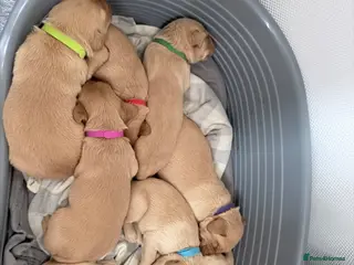 Labrador Retriever dogs KC Registered Red Fox/Golden Labrador Puppies - Advert 1