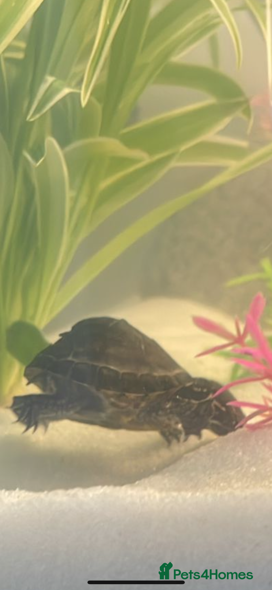 Turtle reptiles Musk Turtle - Advert 1