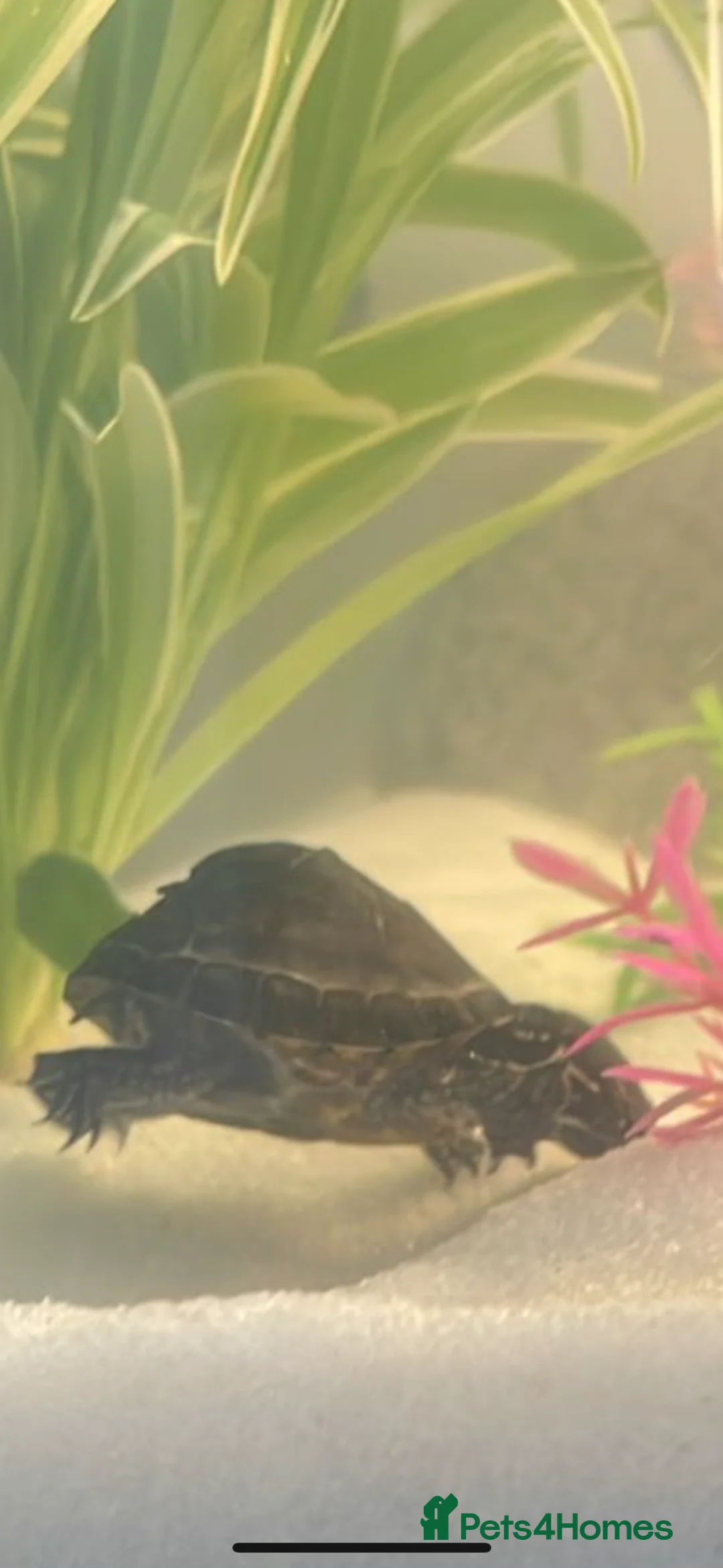 Turtle reptiles for sale: Musk Turtle - Advert 1