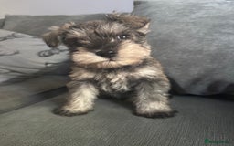 Miniature Schnauzer dogs for sale: 1 beautiful boy left - Image 4