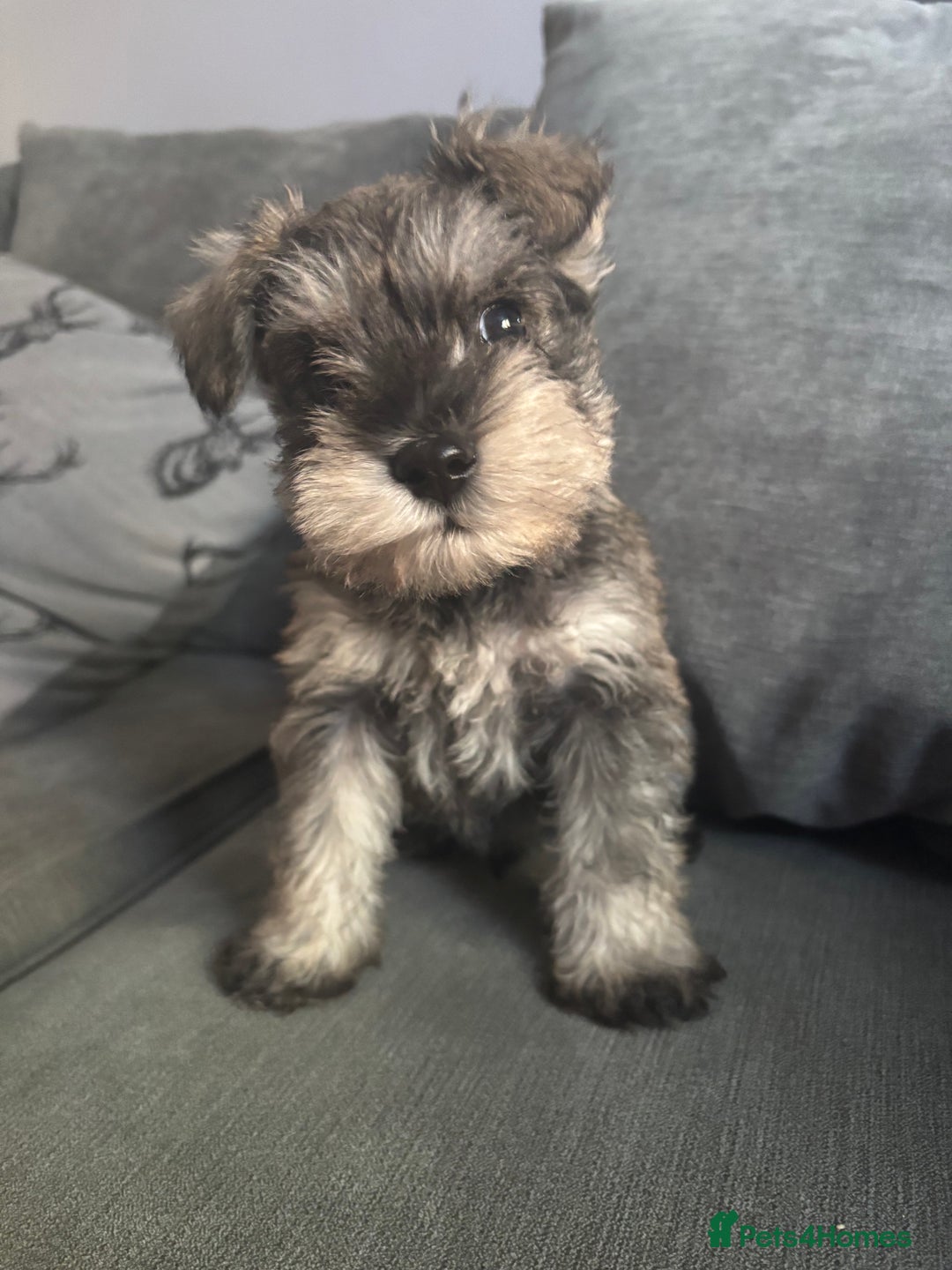 Miniature Schnauzer dogs for sale: 1 beautiful boy left - Image 4