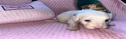 Cockapoo dogs for sale: Stunning cockapoo puppys  - Advert 21