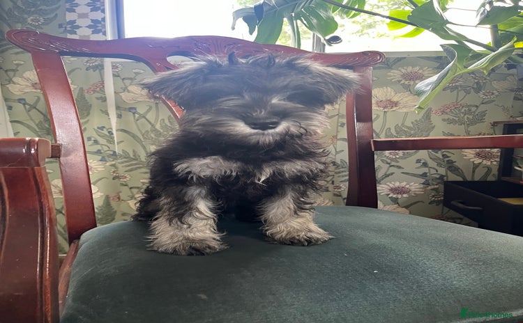 Miniature Schnauzer dogs - Advert 7