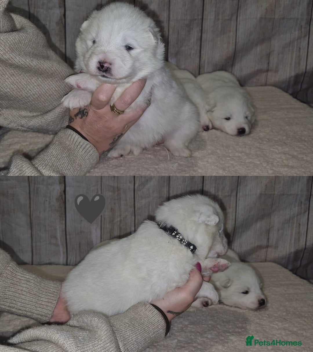 Samoyed dogs for sale: 4 Beautiful Pure Samoyeds ❤️ - Advert 13