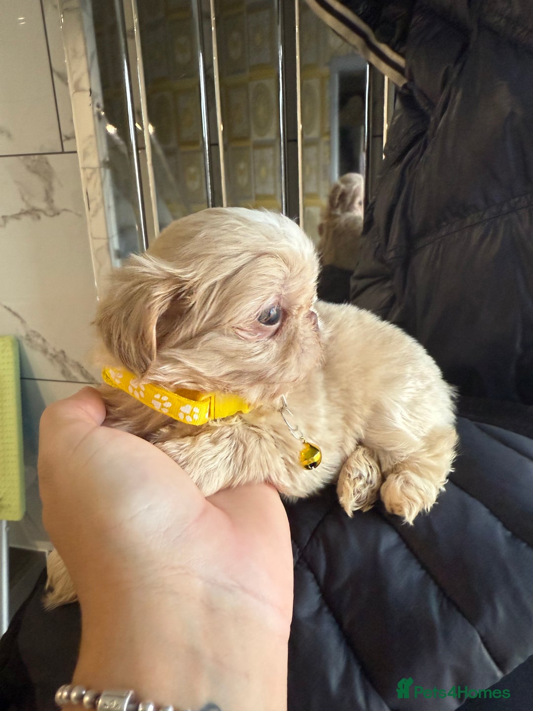 Shih Tzu dogs for sale: IMRERIAL SHIHTZU PUPPIES - Advert 15