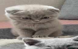 Scottish Fold cats for sale: Ready for new home 😻 - Image 11