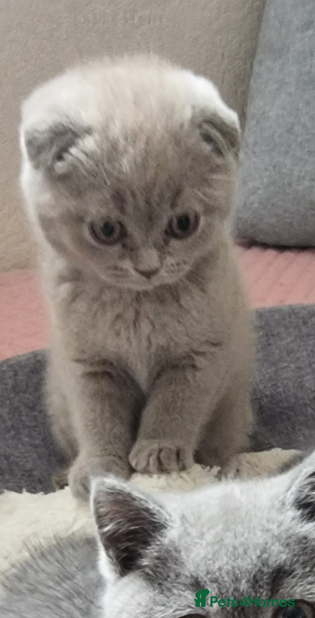 Scottish Fold cats for sale: Ready for new home 😻 - Image 11