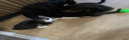 Scottish Fold cats for sale: Scottish fold cross x kittens for sale  - Advert 2
