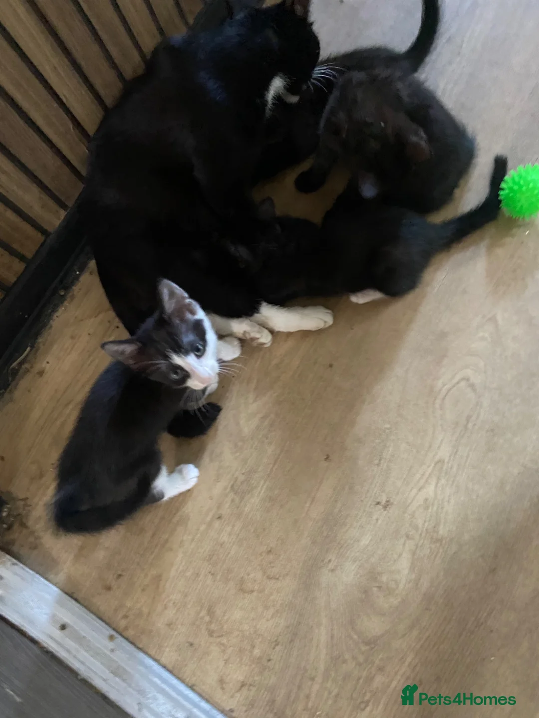Scottish Fold cats for sale: Scottish fold cross x kittens for sale  - Advert 2