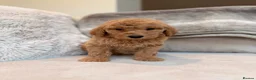 Goldendoodle dogs for sale: Super Quality Doodles  - Advert 21