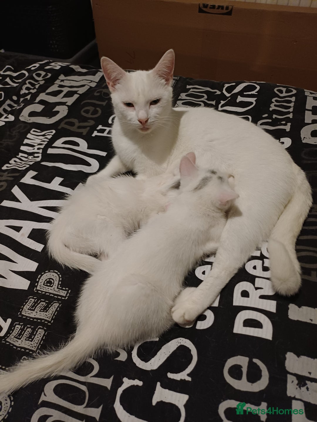 Turkish Angora cats for sale: Mr.Oleksii - Image 11