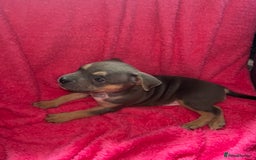 Mixed Breed dogs for sale: Beautiful chunky bully cross staffy pups tri /fawn - Image 11