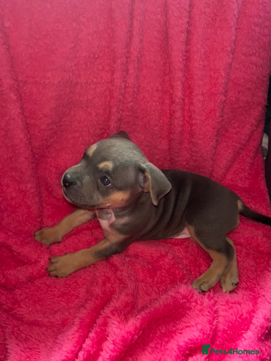 Mixed Breed dogs for sale: Beautiful chunky bully cross staffy pups tri /fawn - Image 11