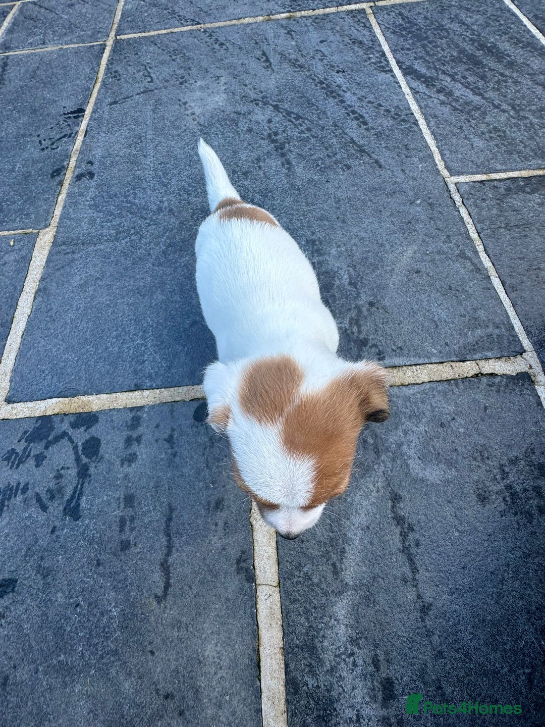 Mixed Breed dogs for sale: Jack Russell Puppies 🐶  - Image 6