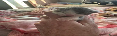 Mixed Breed Kitten 3