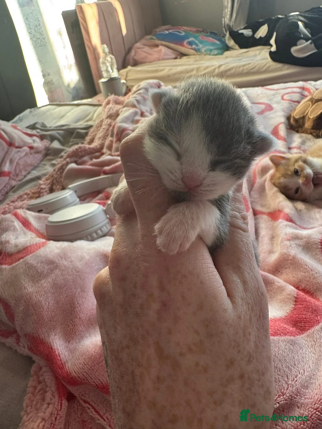 Mixed Breed cats for sale: 3 beautiful kittens  in Stevenston - Advert 2
