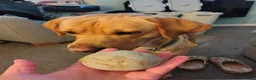 Labrador Retriever dogs for stud: Available for stud. Nearly 2 years old. So placid - Advert 9
