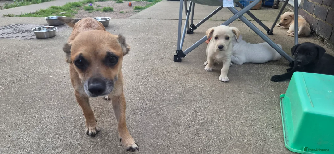 Mixed Breed dogs for sale: Lurcher x jackchi  - Advert 2
