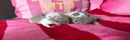 British Shorthair cats for sale: Champion Line British Shorthair Kittens 😻🥇🏆🐾 - Advert 1