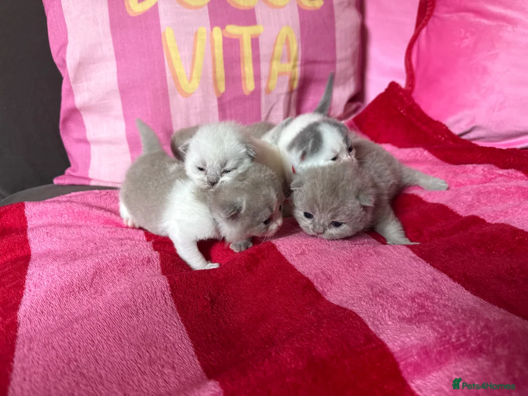 British Shorthair cats for sale: Champion Line British Shorthair Kittens 😻🥇🏆🐾 - Advert 1