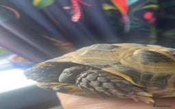 Tortoise reptiles for sale: Horsefield Tortoise - Image 3