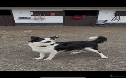 Border Collie dogs for sale: Blue Merle/ black and white border collie puppies - Image 4